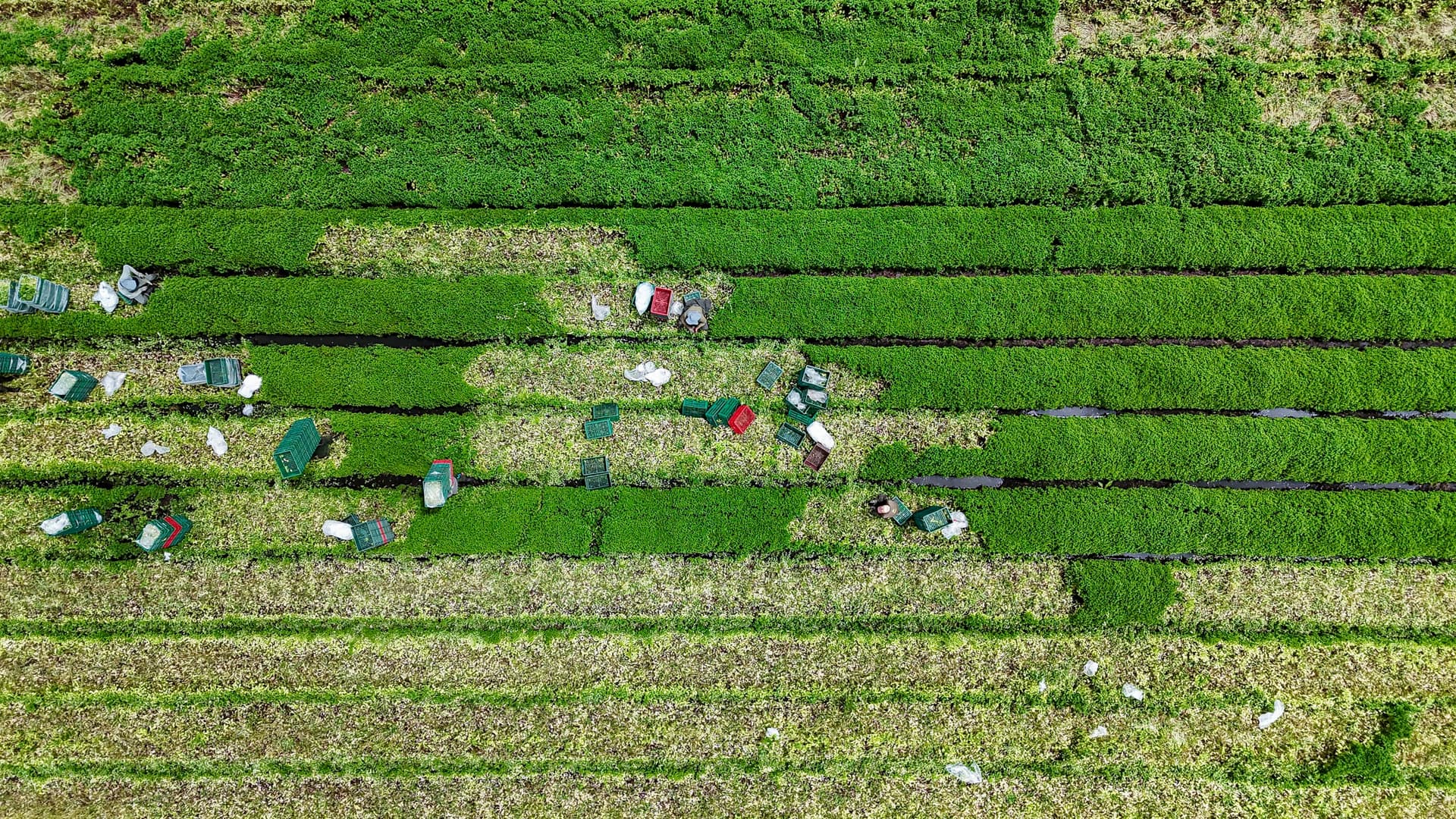 Drone shot of workers harvesting fresh herbs across green rows with crates scattered in the field.