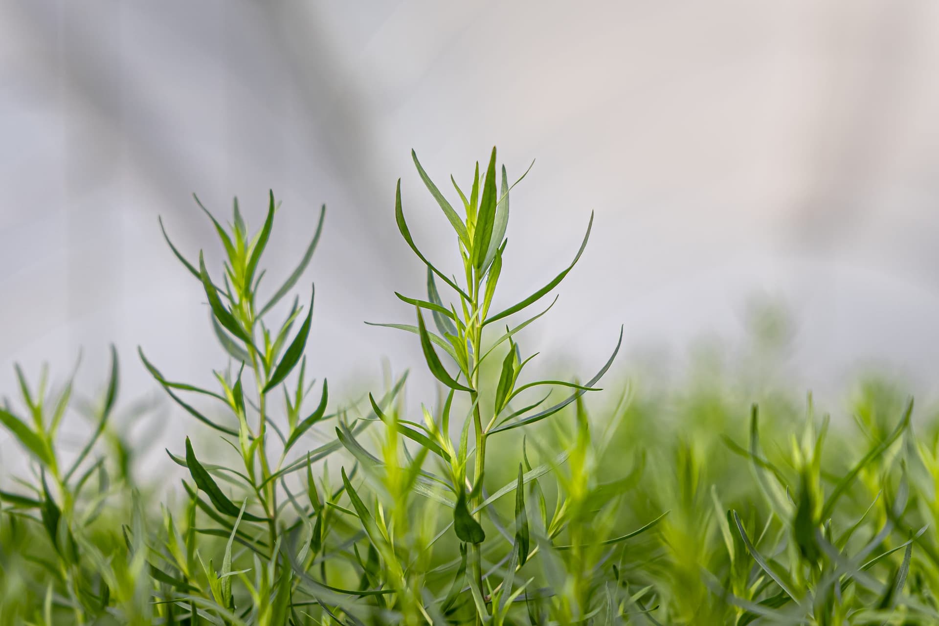 Editorial vertical close-up of a tarragon sprig rising above the canopy, soft greenhouse-light bokeh — strong hero candidate.