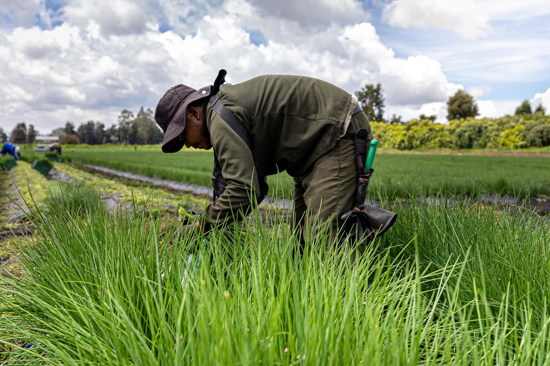Field worker in Plantar uniform crouched in the chives, cutting bundles by hand under a cloudy sky — a documentary portrait of the work.