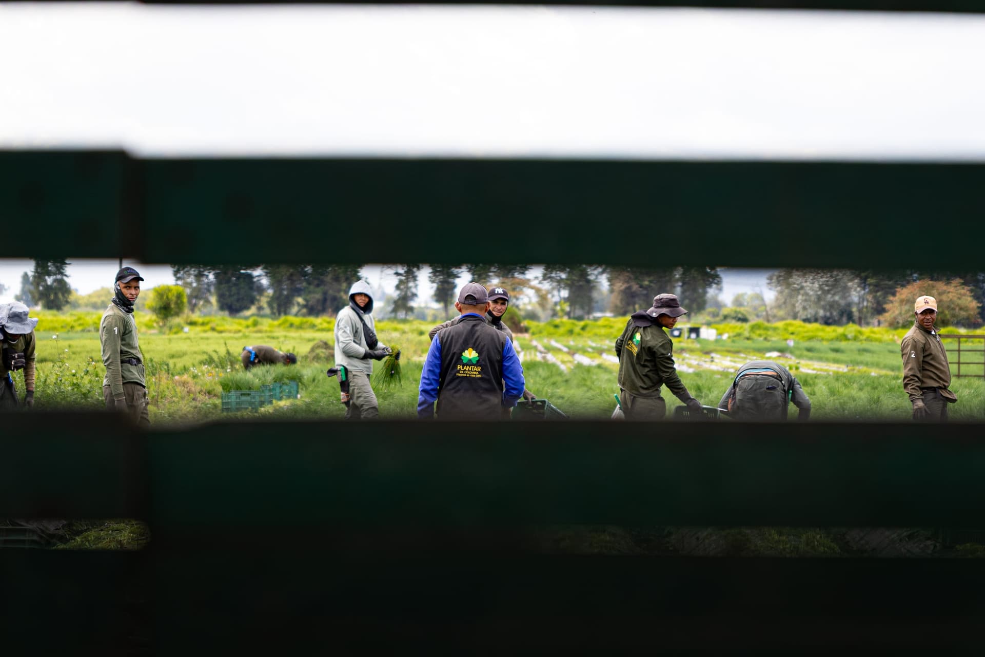 Group of workers and the Plantar de Colombia logo glimpsed through dark horizontal slats — editorial framing of the team in the field.