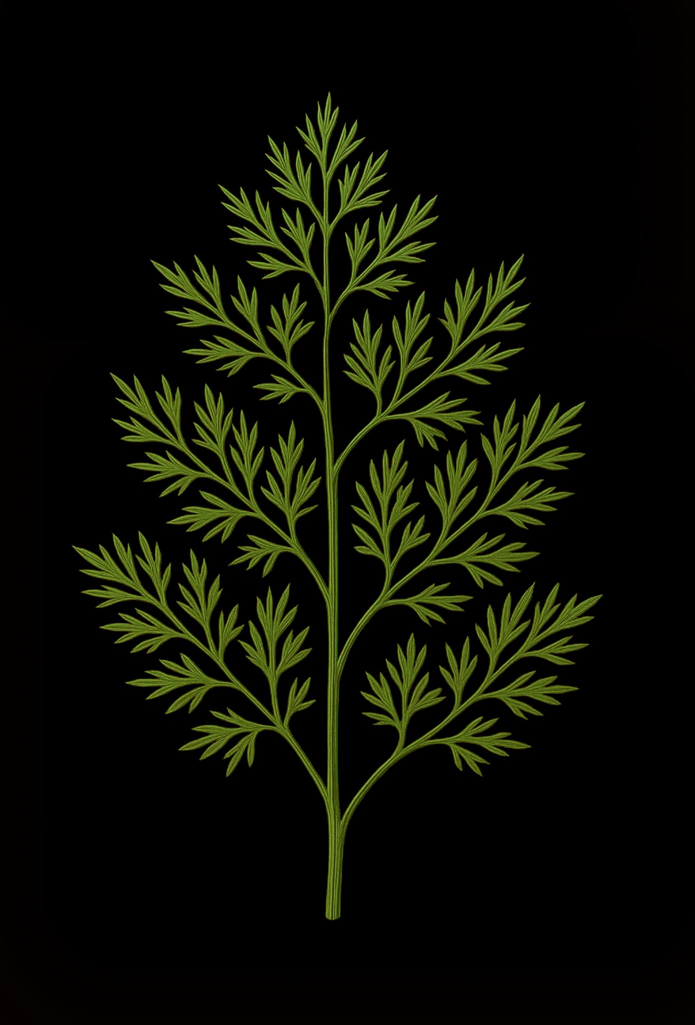 Dill botanical illustration