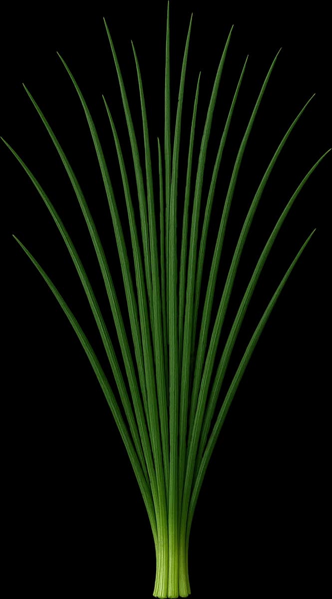 Chives botanical illustration