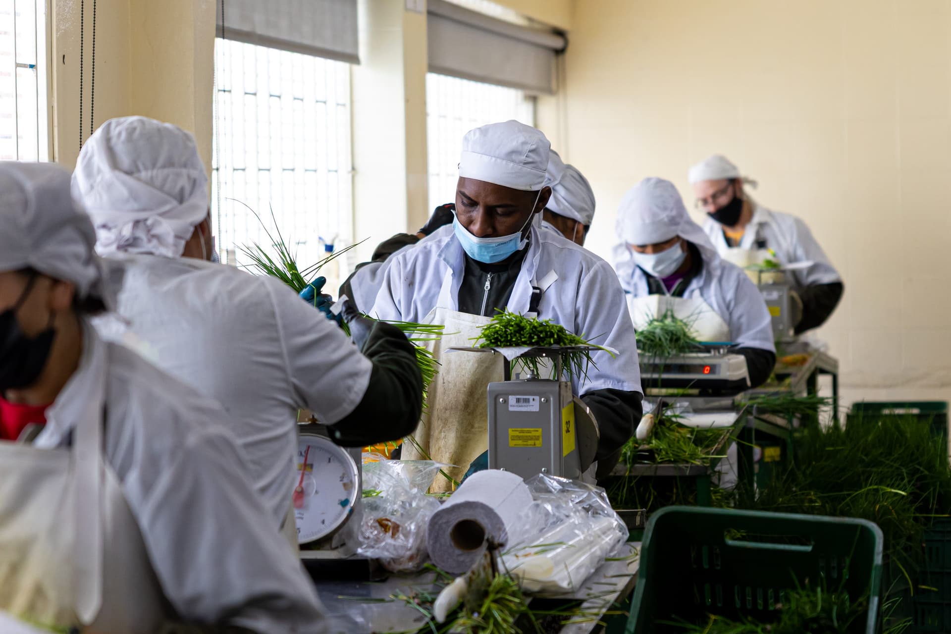 Workers in white sanitary uniforms weighing chives at the packing facility — depicts the food-safety and quality control standards.