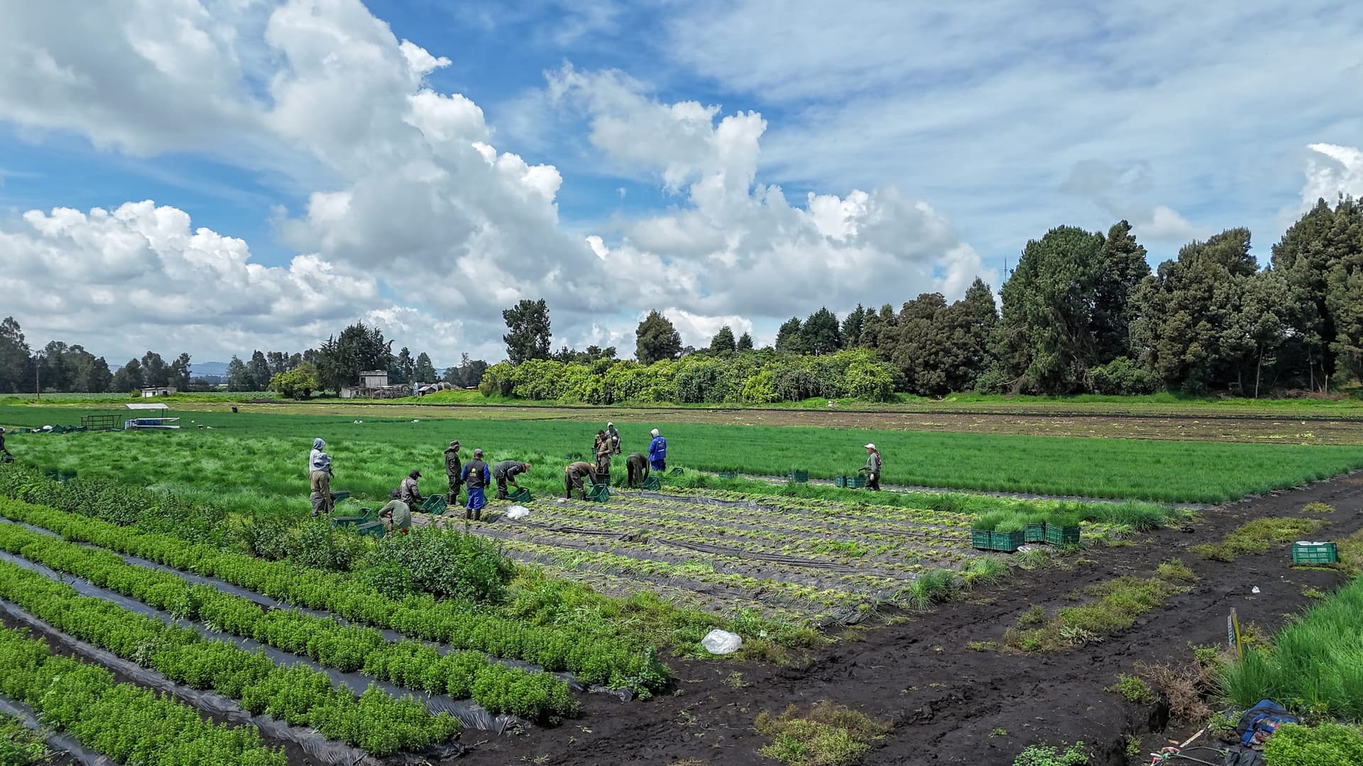 Workers harvesting herbs in the Cundinamarca highlands