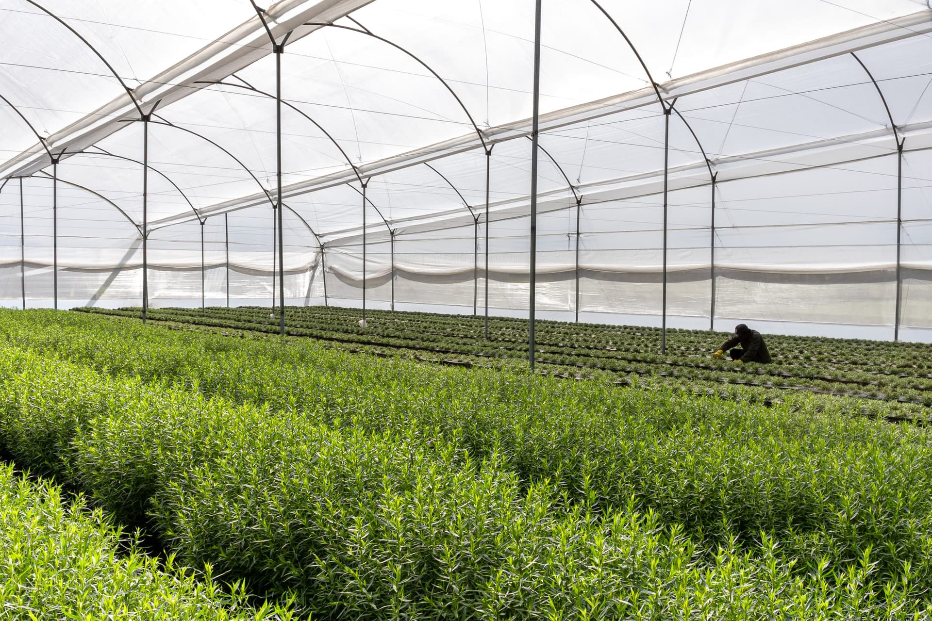 Greenhouse interior showing the arched polytunnel structure with a single worker crouched among rows of tarragon, giving scale to the operation.