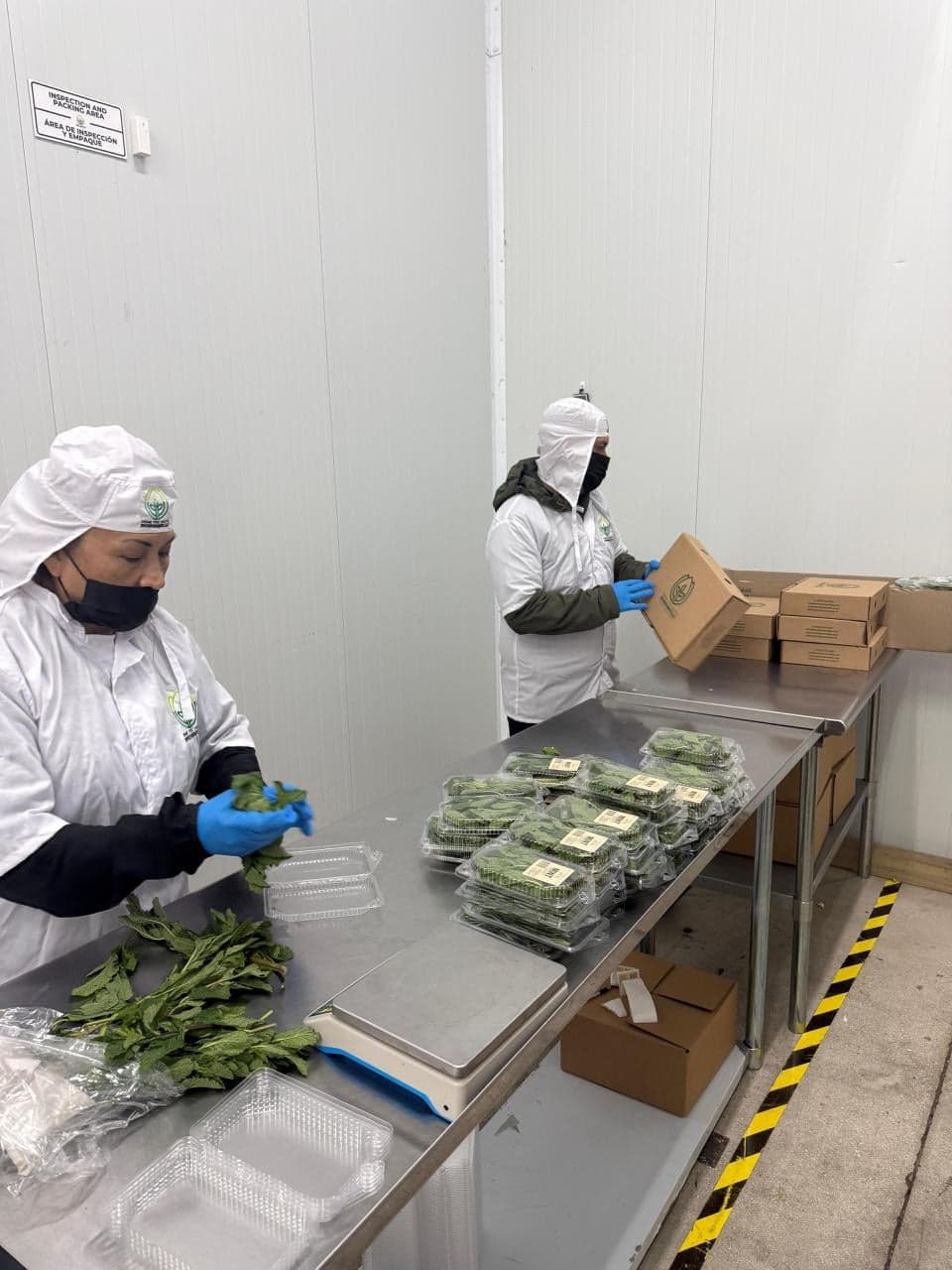 Workers in protective gear packing fresh herbs into clamshells at the Doral warehouse repacking station.