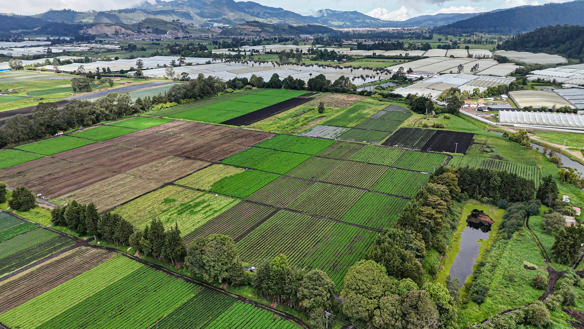 High aerial of the Plantar farm mosaic with mountains rising on the horizon and scattered greenhouse polytunnels — establishing shot.