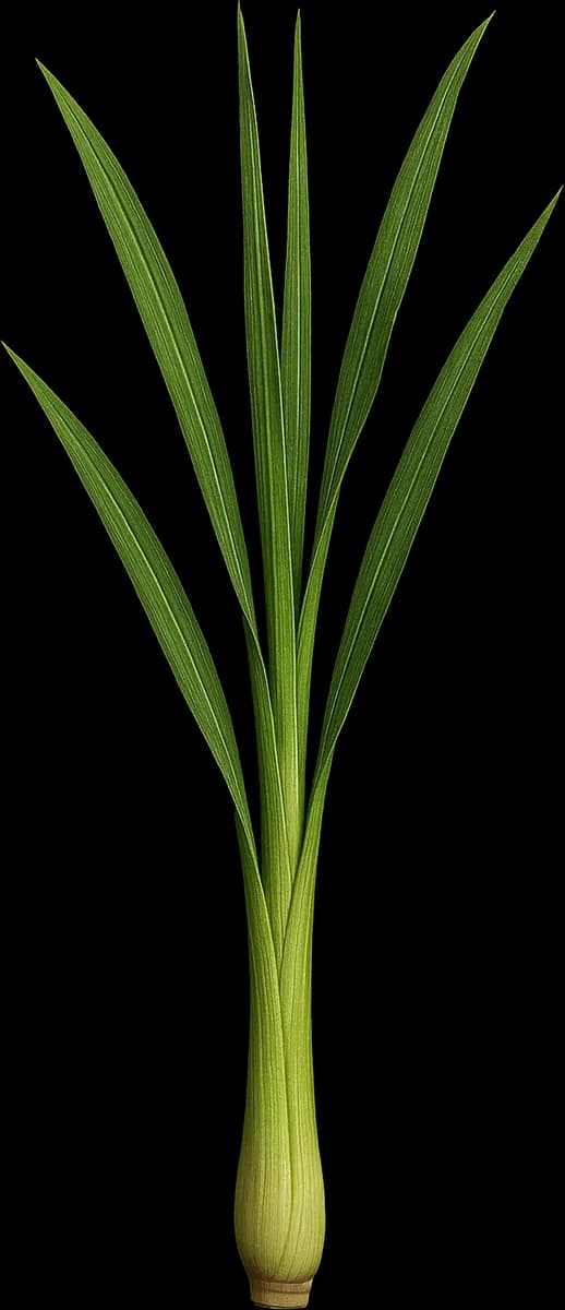 Lemongrass botanical illustration